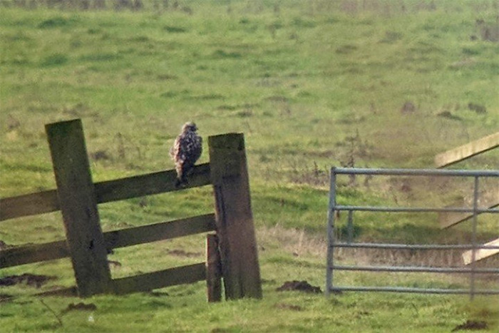 Rough-legged Buzzard