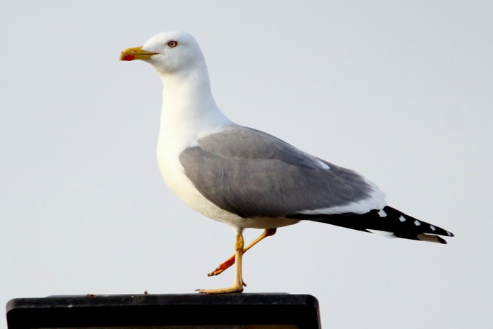 Yellow-legged Gull