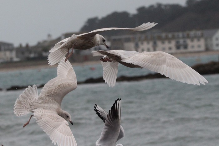 Iceland Gull