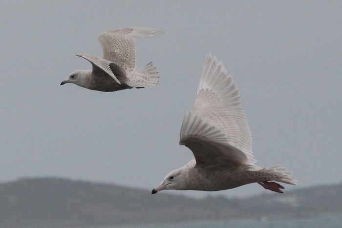 Glaucous Gull