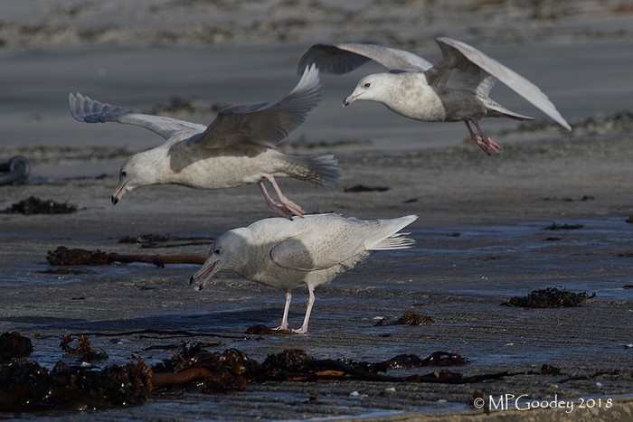 Glaucous Gull
