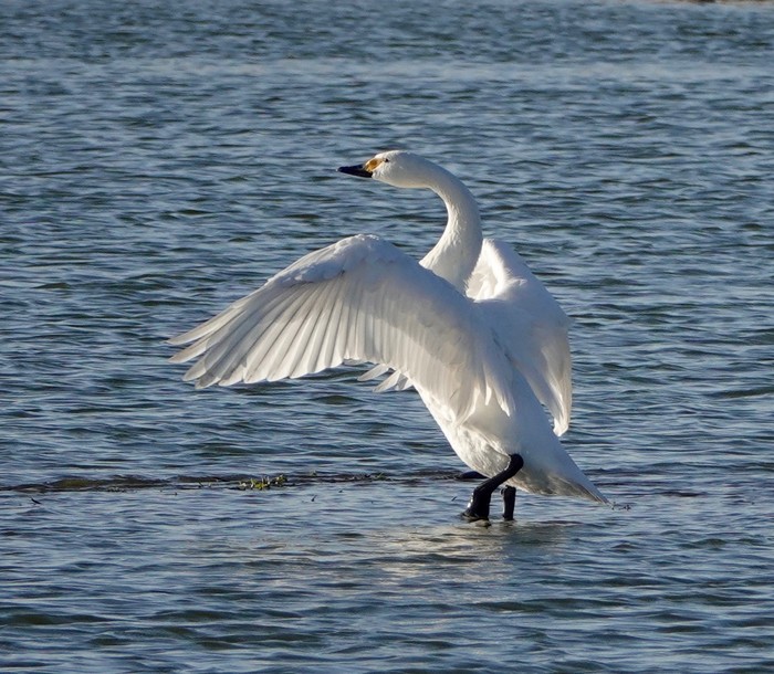 Bewick's Swan