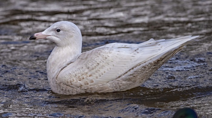 Glaucous Gull