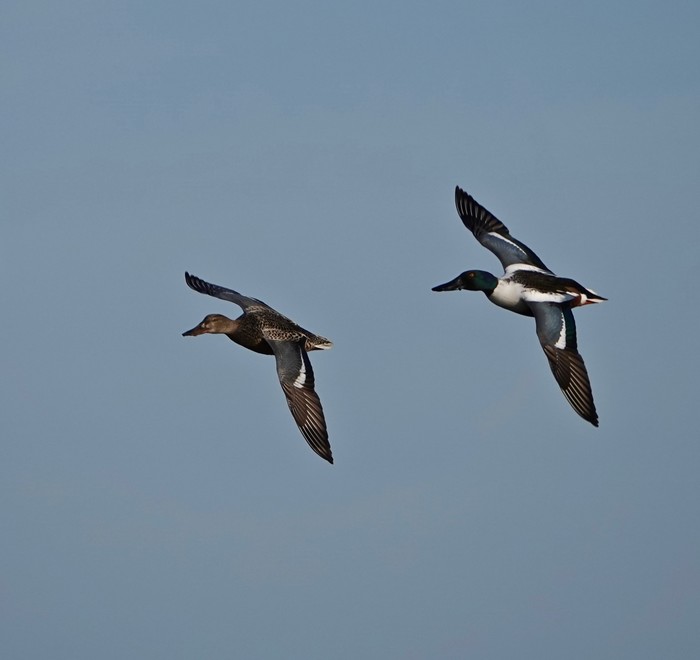 Shoveler