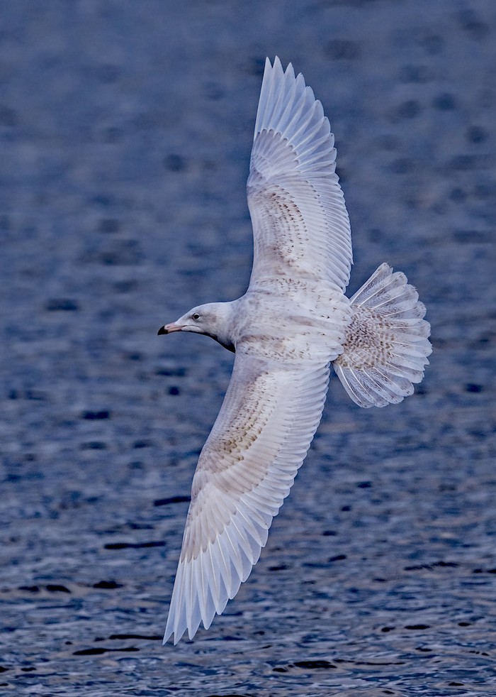 Glaucous Gull