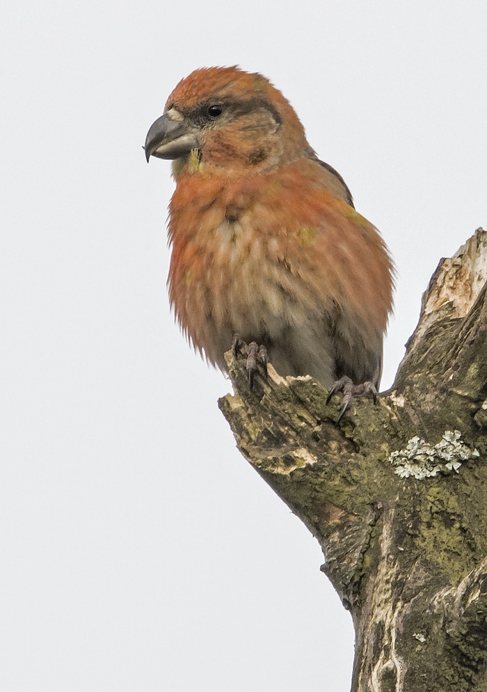 Parrot Crossbill