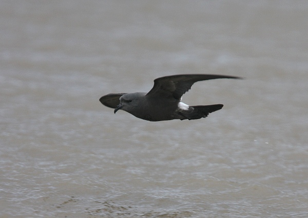 Leach's Petrel