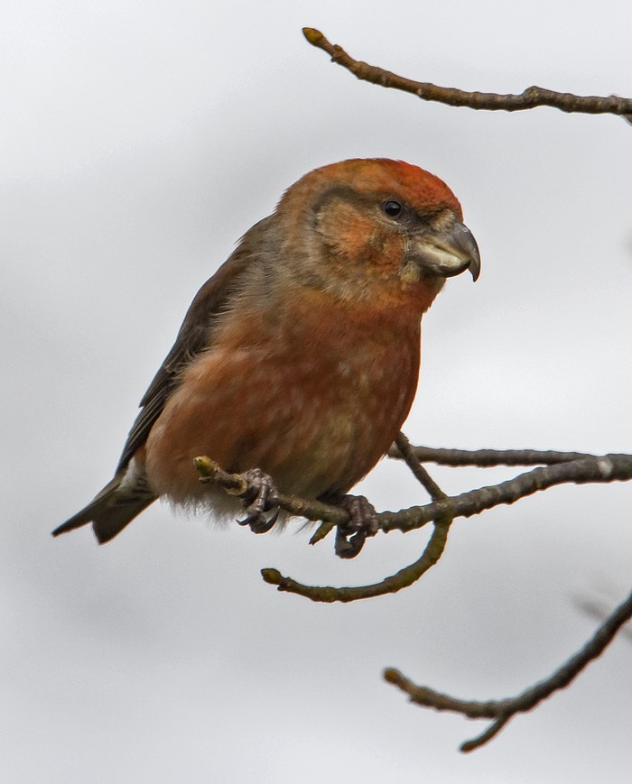 Parrot Crossbill