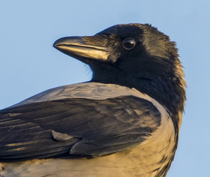 Hooded Crow