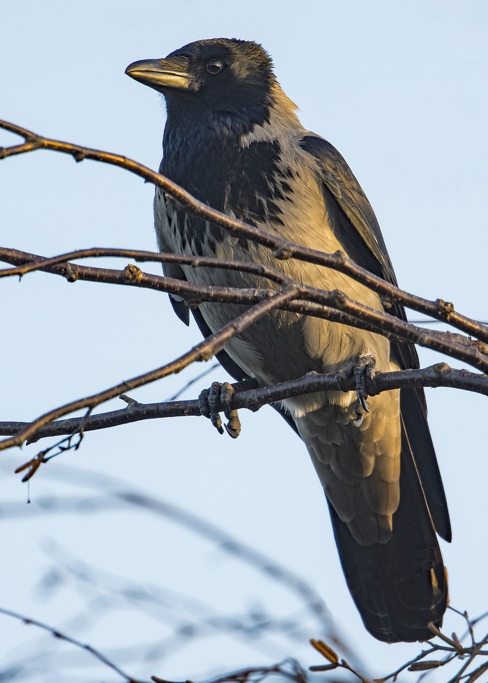 Hooded Crow