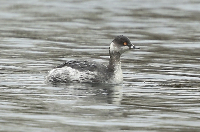 Black-necked Grebe