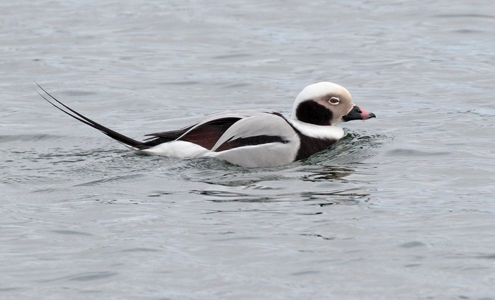Long-tailed Duck
