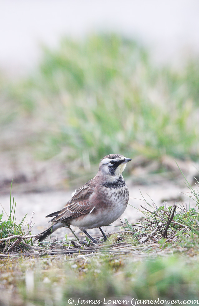 Horned Lark