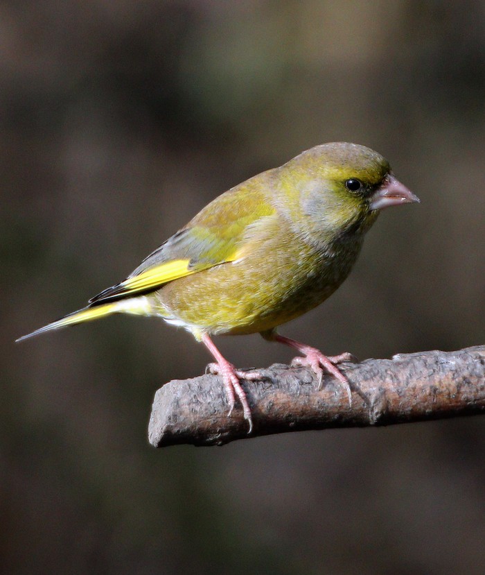 Greenfinch