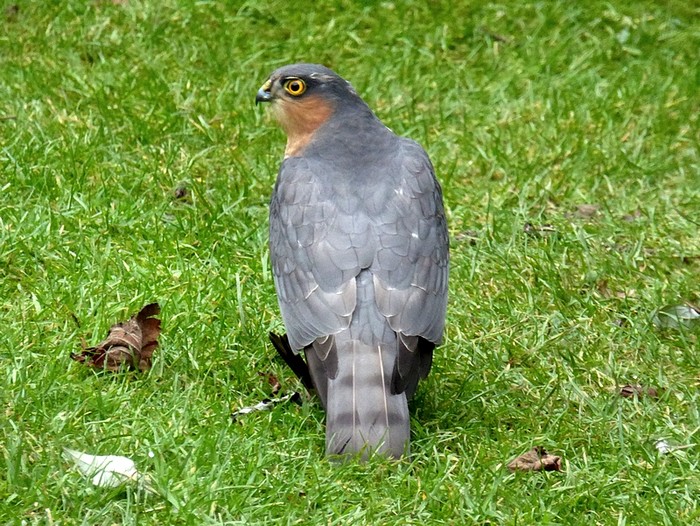 Sparrowhawk