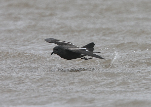Leach's Petrel