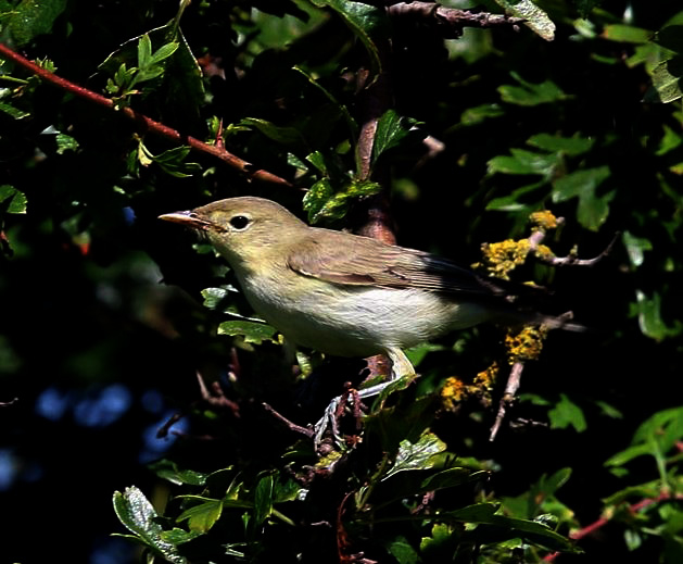 Icterine Warbler