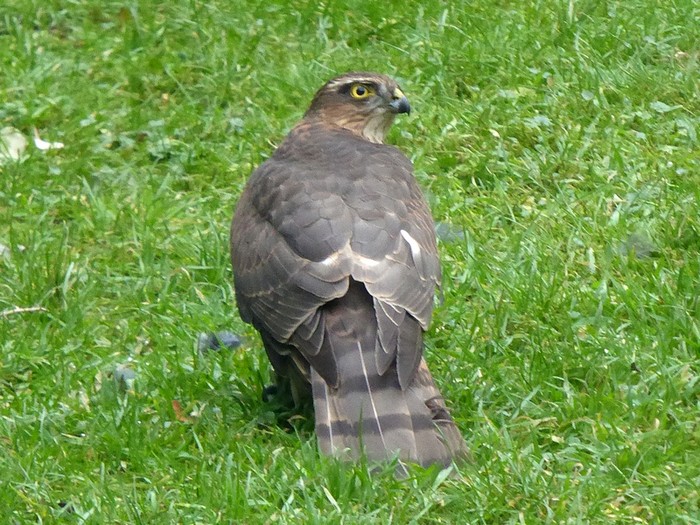 Sparrowhawk