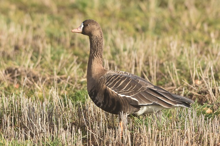 Russian White-fronted Goose