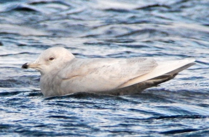 Iceland Gull