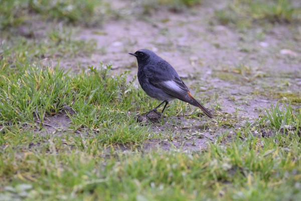 Black Redstart