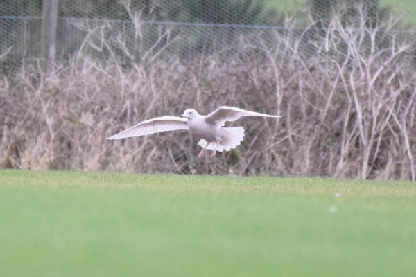 Iceland Gull