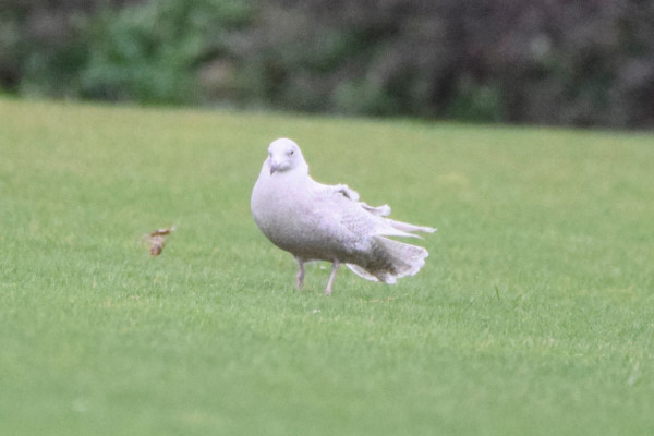 Iceland Gull