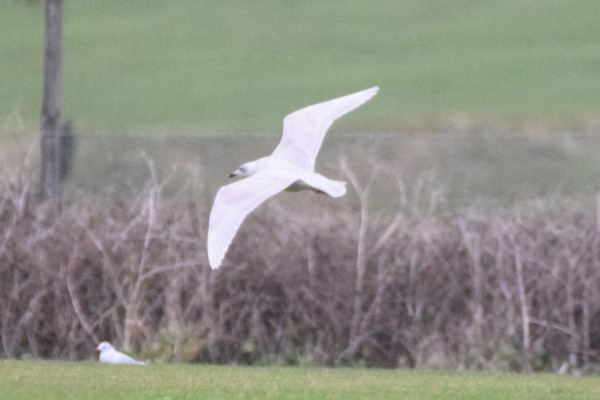 Iceland Gull