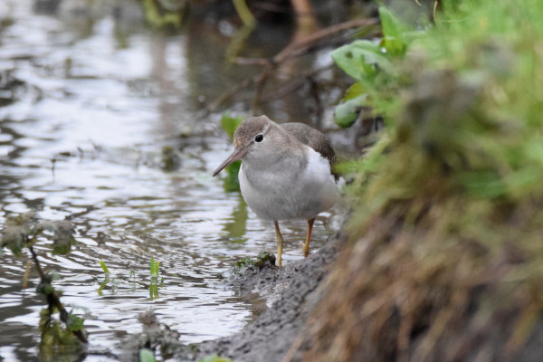 Spotted Sandpiper