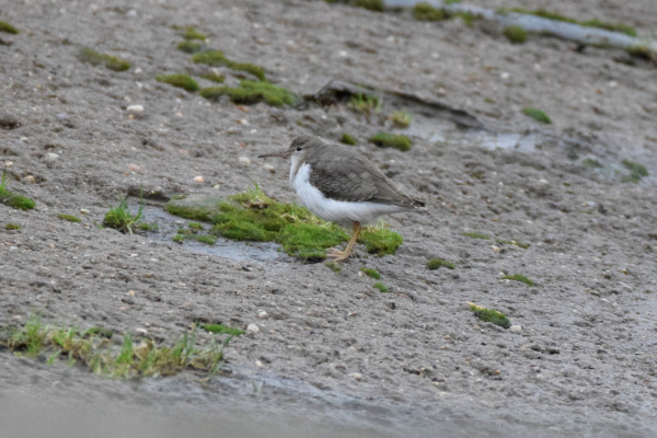 Spotted Sandpiper