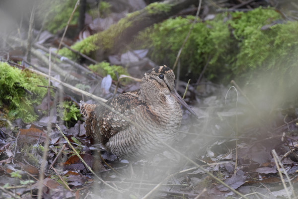 Woodcock