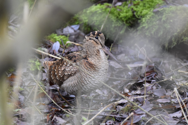 Woodcock