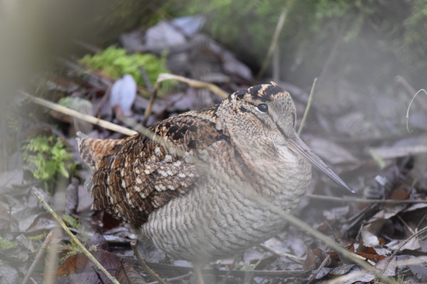 Woodcock