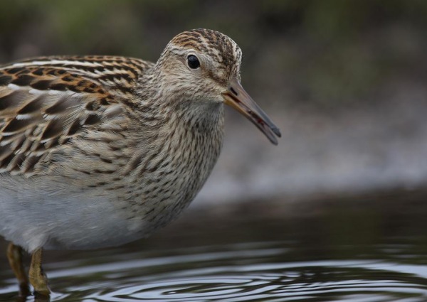 Pectoral Sandpiper