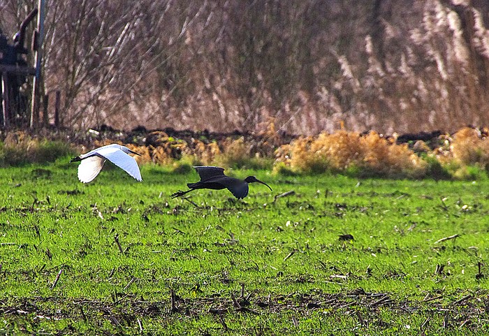 Glossy Ibis