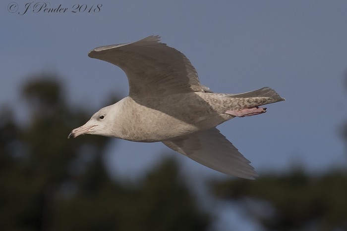 Glaucous Gull
