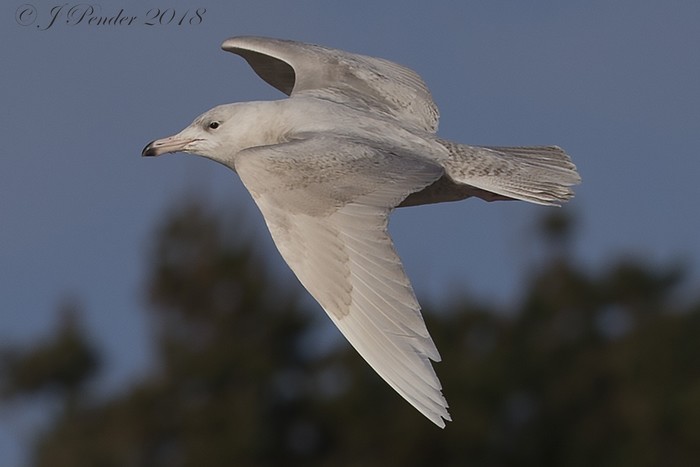 Glaucous Gull