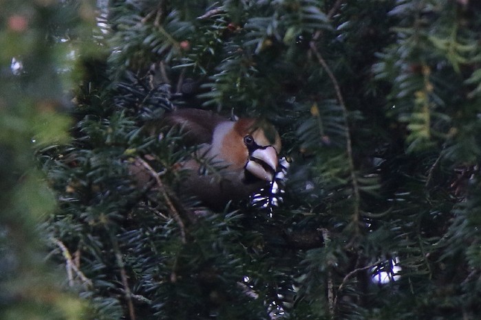 Hawfinch