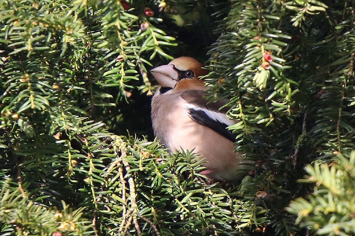 Hawfinch