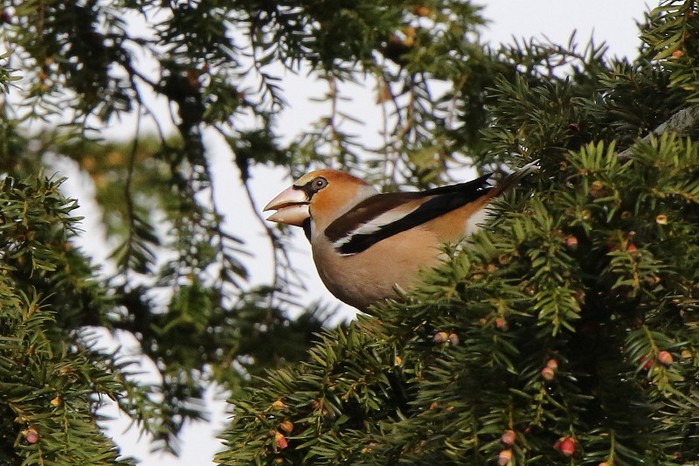 Hawfinch