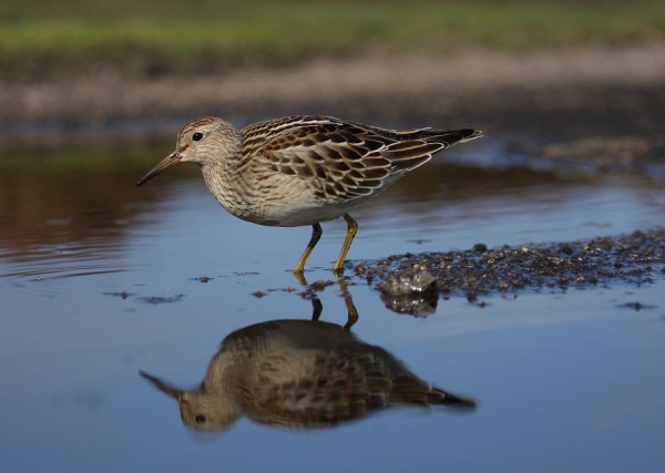 Pectoral Sandpiper