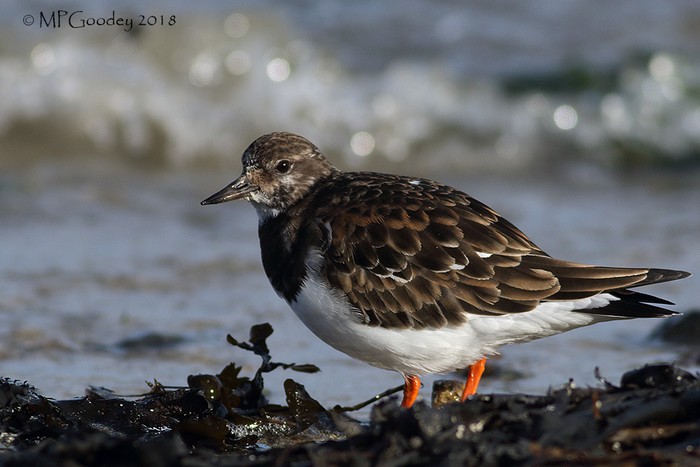 Turnstone