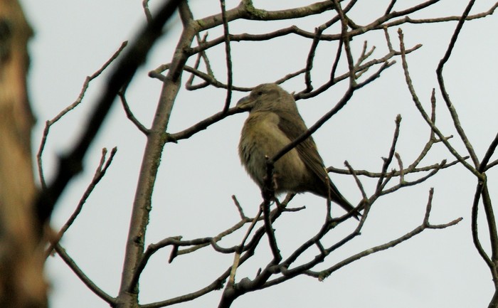 Parrot Crossbill