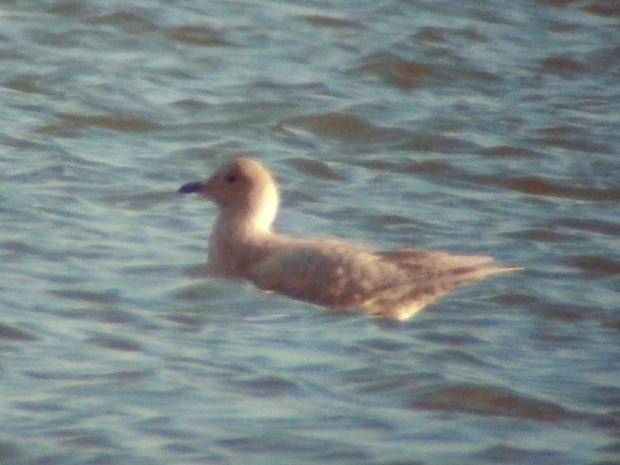 Iceland Gull