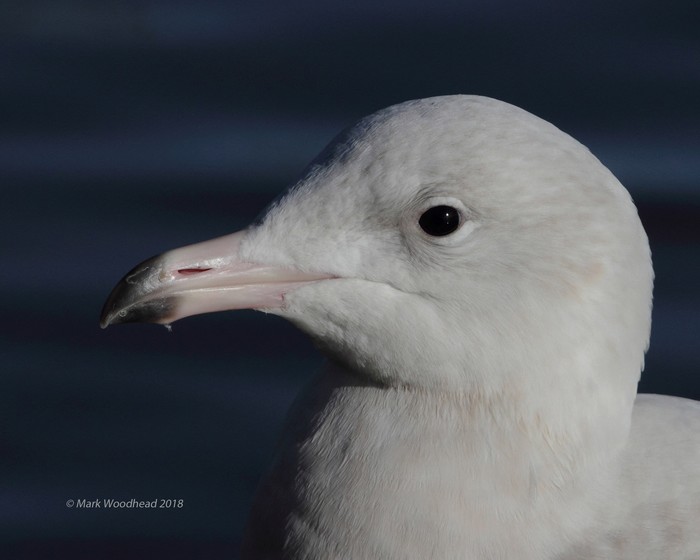 Glaucous Gull