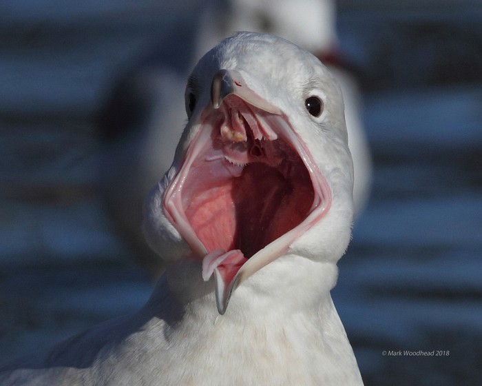 Glaucous Gull