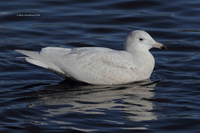 Glaucous Gull