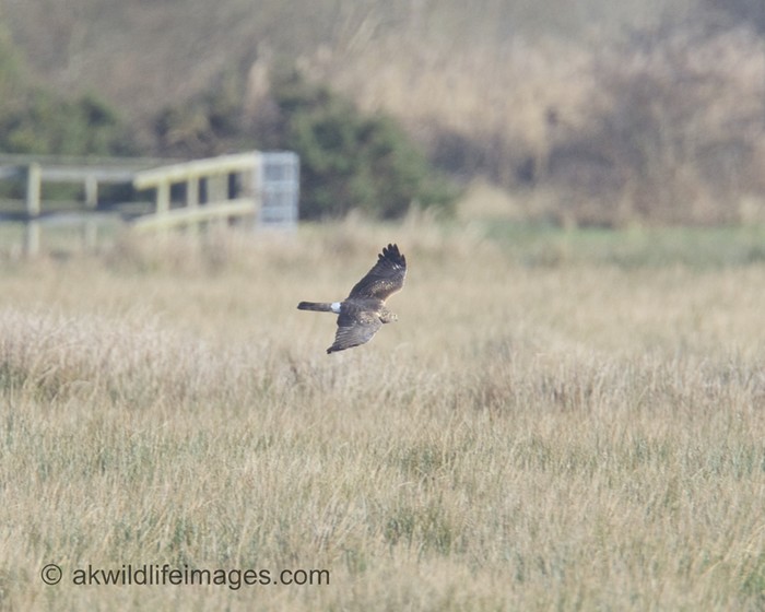 Hen Harrier