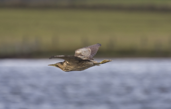 Bittern