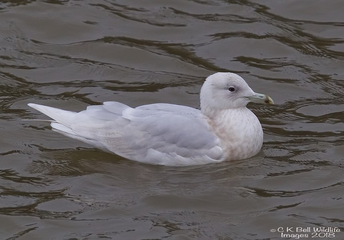 Iceland Gull